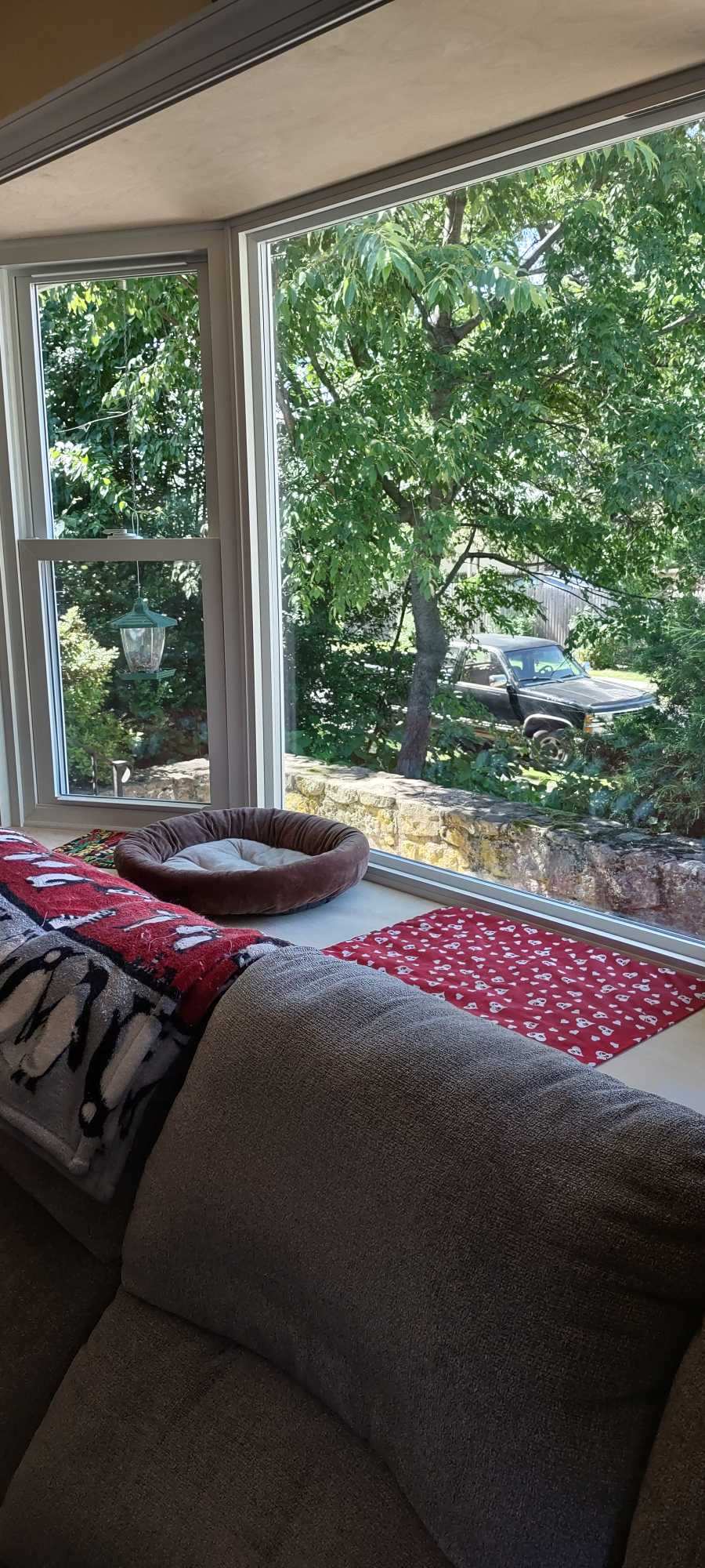 interior view of the new windows with a catbed on the ledge